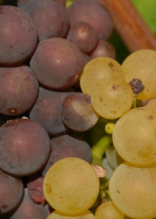 Farbmutation Grauburgunder zu Weissburgunder ANT 1409